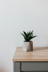 Succulent plant in gray concrete pot on a tree table in a room minimal interior - obrazy, fototapety, plakaty