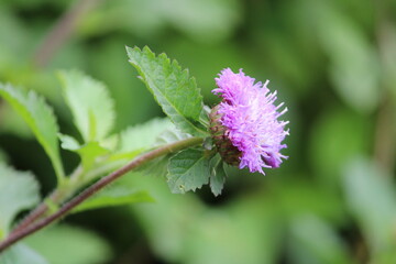 flower of a thistle