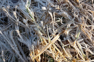 gefrorenes Gras, Winterzeit, Frost