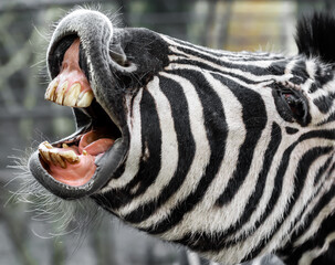 Zebra with open mouth and dirty teeth asks for food