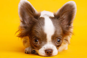 Portraite of cute puppy chihuahua. Little smiling dog on bright trendy yellow background. Free space for text.