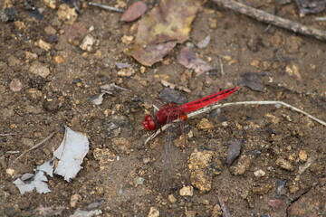 dragonfly on the ground