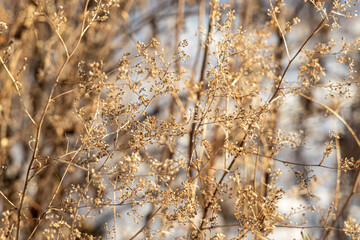 Orange dry seeds of Broad leaved pepper grass Lepidium latifolium wildflowers is on a beautiful blur background with bokeh light in winter