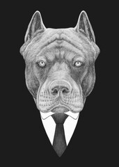 Portrait of Pit Bull in suit. Bodyguard. Hand-drawn illustration. 