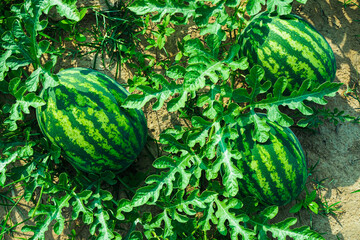Watermelon in Thai garden.Fruits with high vitamins People prefer eating to reduce thirst and quench heat.
