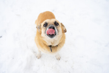 Portrait of a happy dog who stuck out her tongue and licks her nose