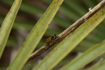 Wasp