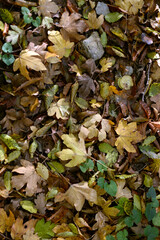 Autumn leafs on the ground background photo
