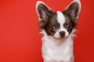 Portraite of cute puppy chihuahua. Little smiling dog on bright trendy red background. Free space for text.