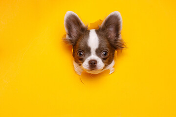 Portraite of cute puppy chihuahua climbs out of hole in colored background. Little smiling dog on bright trendy yellow background. Free space for text.