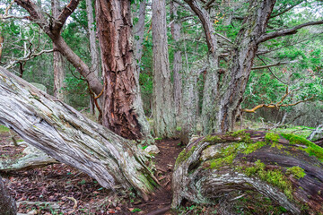 Multiple branches of a tree reaching out f the ground and into the forest canopy.