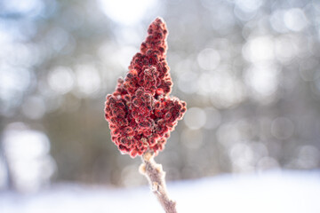 Staghorn Sumac