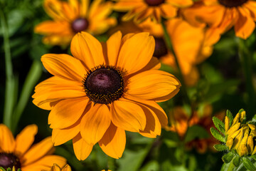 Black-Eyed Susan