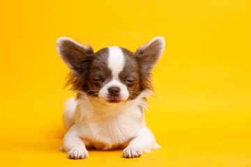 Portraite of cute puppy chihuahua with closed eyes. Little sleeping dog on bright trendy yellow background. Free space for text.