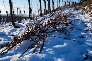 Winter Reben Weinbau