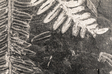 Close-up photo of fern fossils.