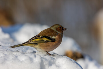 Common chaffinch foraging in snow