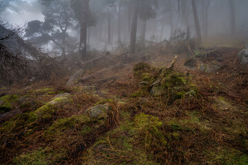Obraz premium Woodland winter mist and fog at The Roaches, Staffordshire.