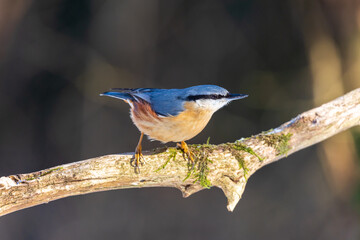 Eurasian Nuthatch on tree branch