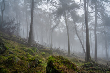 Woodland winter mist and fog at The Roaches, Staffordshire.