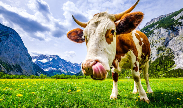 cows at the eng alm in austria