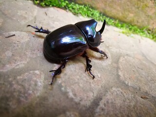 Escarabajo