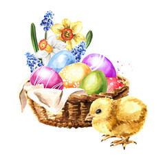Basket with spring flowers, colored Easter eggs and little yellow chicken. Hand drawn watercolor illustration, isolated on white background