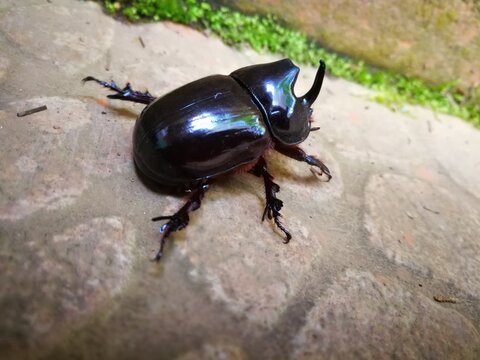 Escarabajo