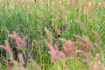 Steenbok grazing in high grass after good rain