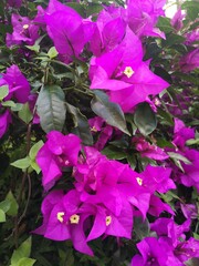 Buganvilia morada cerca
