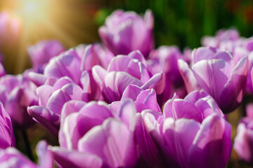 Obraz premium Magical landscape with fantastic beautiful tulips field in Netherlands on spring. Blooming multicolor dutch tulip fields in a dutch landscape Holland. Travel and vacation concept. Selective focus. 