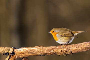 Tree branch with European Robin