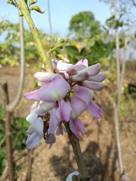 Lonchocarpus is a genus from the legume family (Fabaceae). The species are found in Africa , India ,