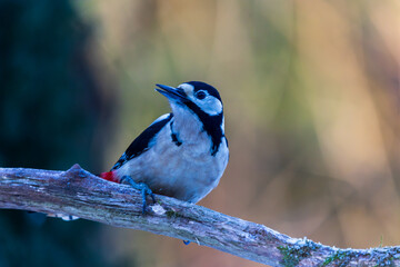 Great spotted woodpecker in Dutch Forest
