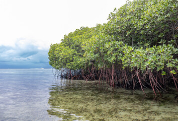 Mangrove à Lembongan, Indonésie