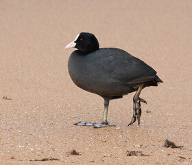 wild birds in nature