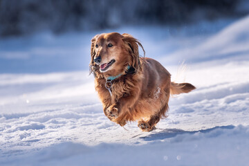 Very happy Long-Haired Dachshund female running and playing in the snow. A dog enjoying cold weather on a beautiful sunny freezing day. Running, jumping, playing with a stick, sprays of snow.
