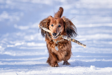 Very happy Long-Haired Dachshund female running and playing in the snow. A dog enjoying cold...