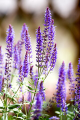Close up of a floating woodland sage plant and light brown blurry background