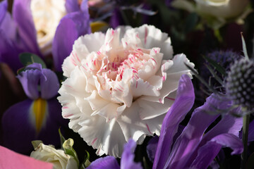 White carnation with red flecks close-up in a bouquet with irises. Flower shop. Spring-summer season.