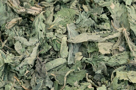 Dried nettle leaves, herbs for tea as background