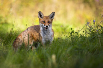Naklejka na ściany i meble Redd fox, vulpes vulpes, standing in green grass on a meadow and breathing through open mouth on a hot summer day. Low angle view of wild animal in warm weather with copy space.