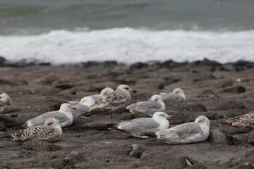 The European herring gull (Larus argentatus) is a large gull. One of the best known of all gulls along the shores of western Europe, it was once abundant. 
