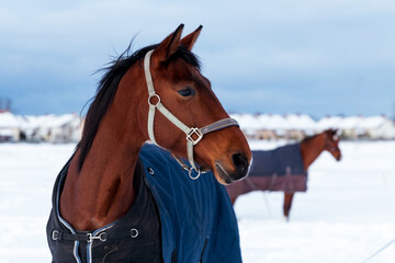 Obraz premium animal, background, bay, beautiful, beauty, blue, breed, brown, cold, domestic, equestrian, equine, equitation, farm, field, forest, free, freedom, frost, fun, gelding, happy, horse, landscape, mammal