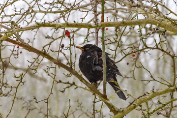 blackbird on a tree