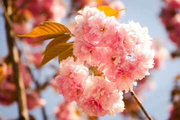 Pink sakura tree flowers, wallpaper