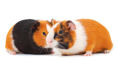 Two guinea pigs isolated.