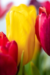 Yellow tulip. Close-up. Tulips of different colors in the background