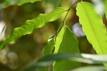 close up of fresh green leaves