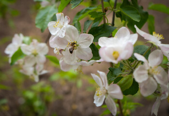 Obraz na płótnie Canvas Apple tree flowers and bee